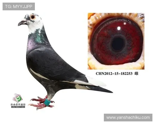 AG国际线上官方入口的最新动态和公告,第一时间掌握平台最新优惠和活动信息